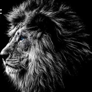 Meet your Posher, Susie